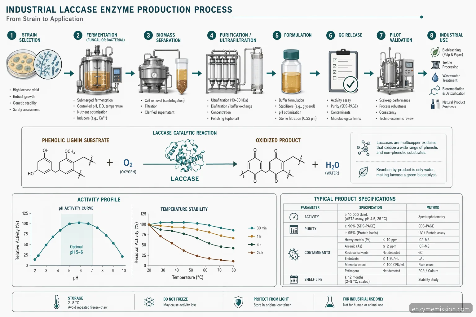 laccase enzyme production process diagram, mapping fermentation, purification, QC and industrial application conditions
