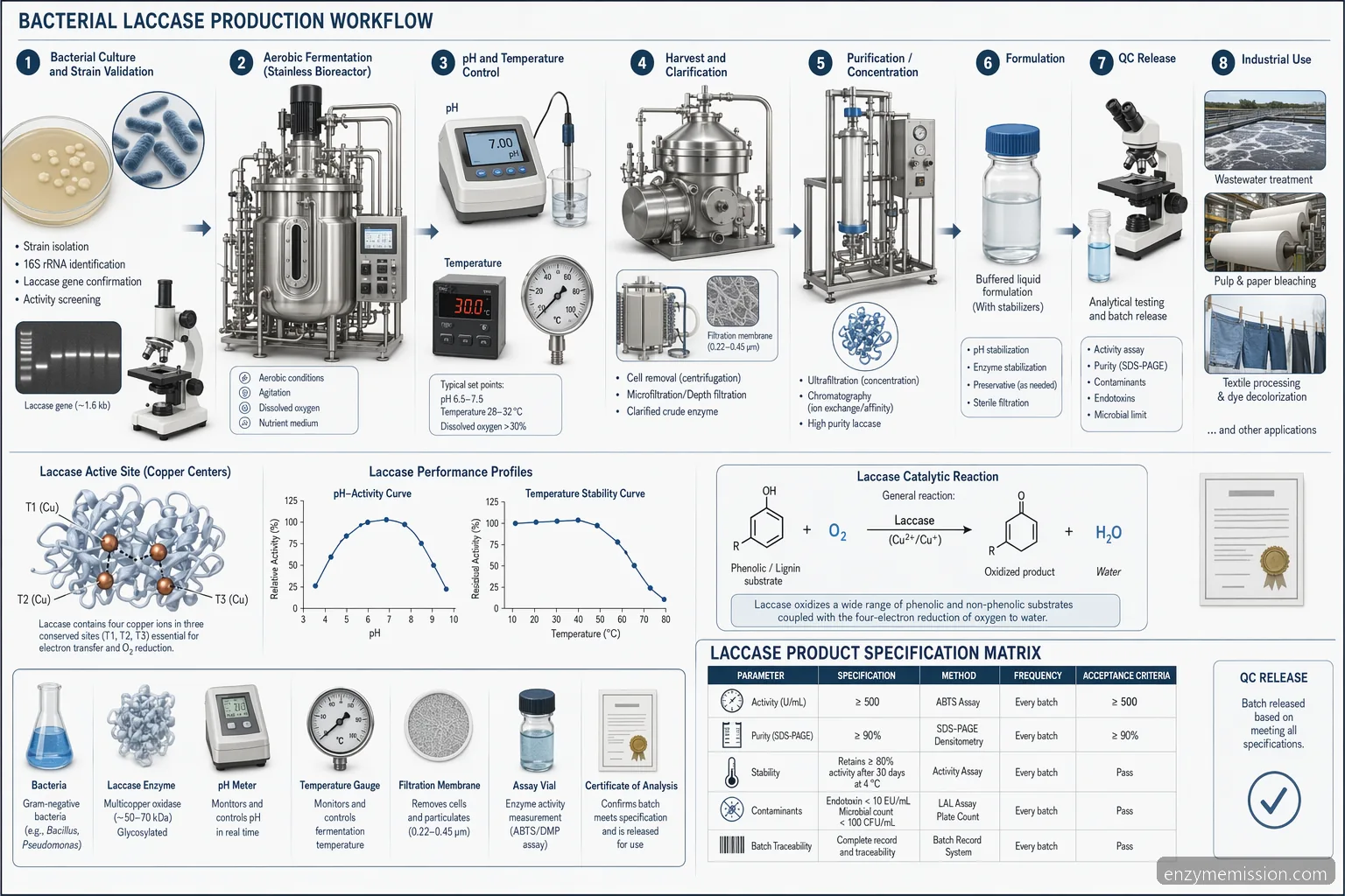 Workflow for laccase enzyme production from bacteria med fermentering, oprensning, aktivitetskurver og QC-kontrol