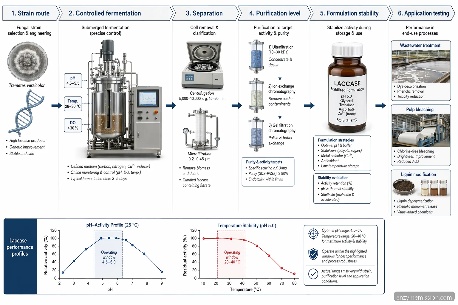 production of laccase enzyme process diagram showing strain selection, fermentation controls, purification, and QA specs